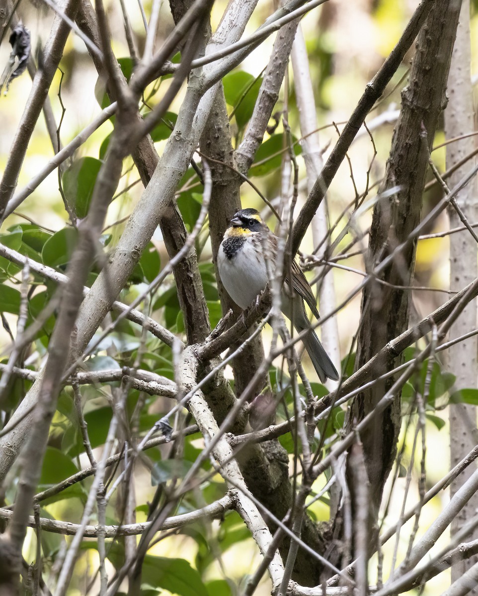 Yellow-throated Bunting - Peter Candido