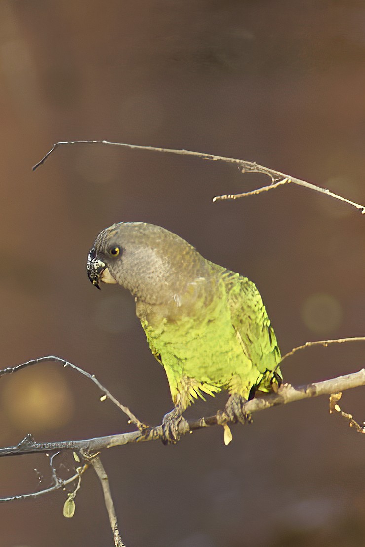 Brown-necked Parrot - ML616330699