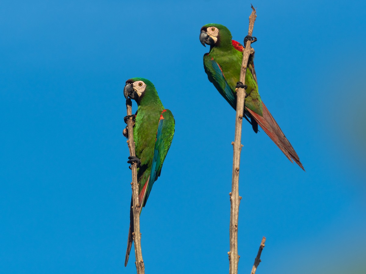 Chestnut-fronted Macaw - ML616330721