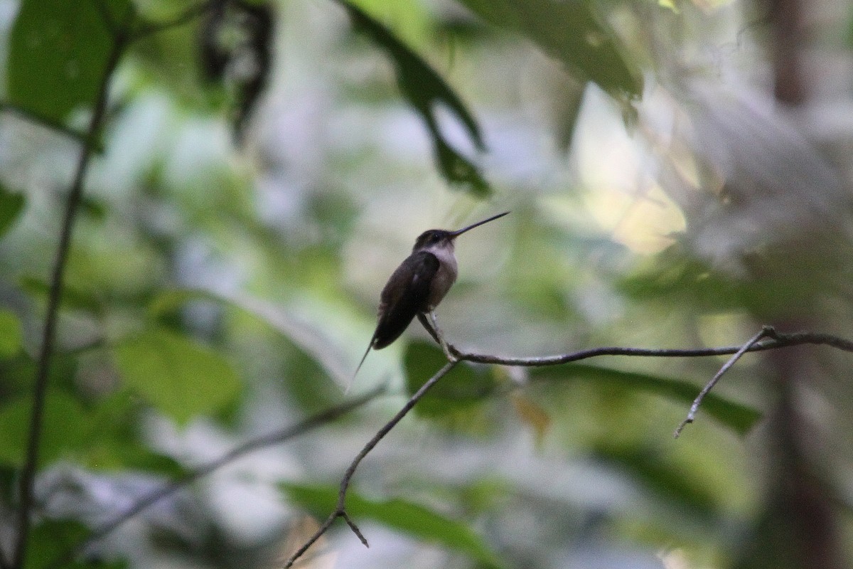 Прямоклювый колибри-отшельник (bourcieri) - ML616330757