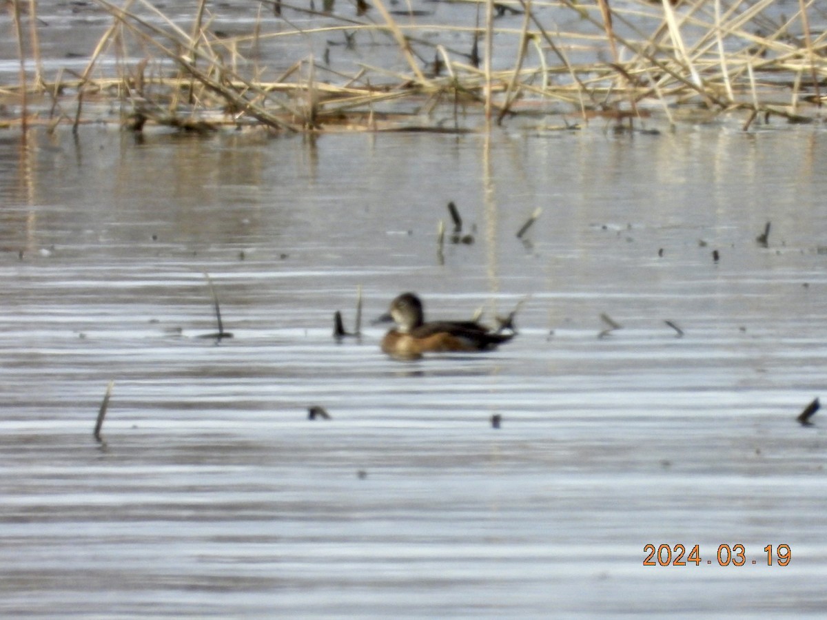 Ring-necked Duck - ML616330813