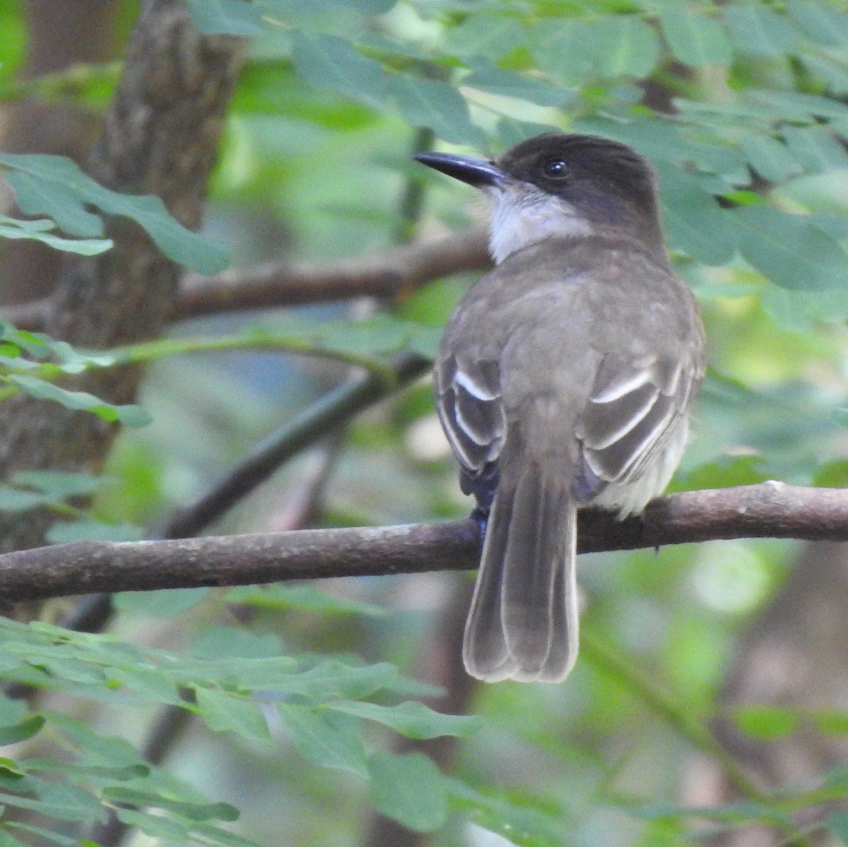Loggerhead Kingbird (Puerto Rico) - ML616331090