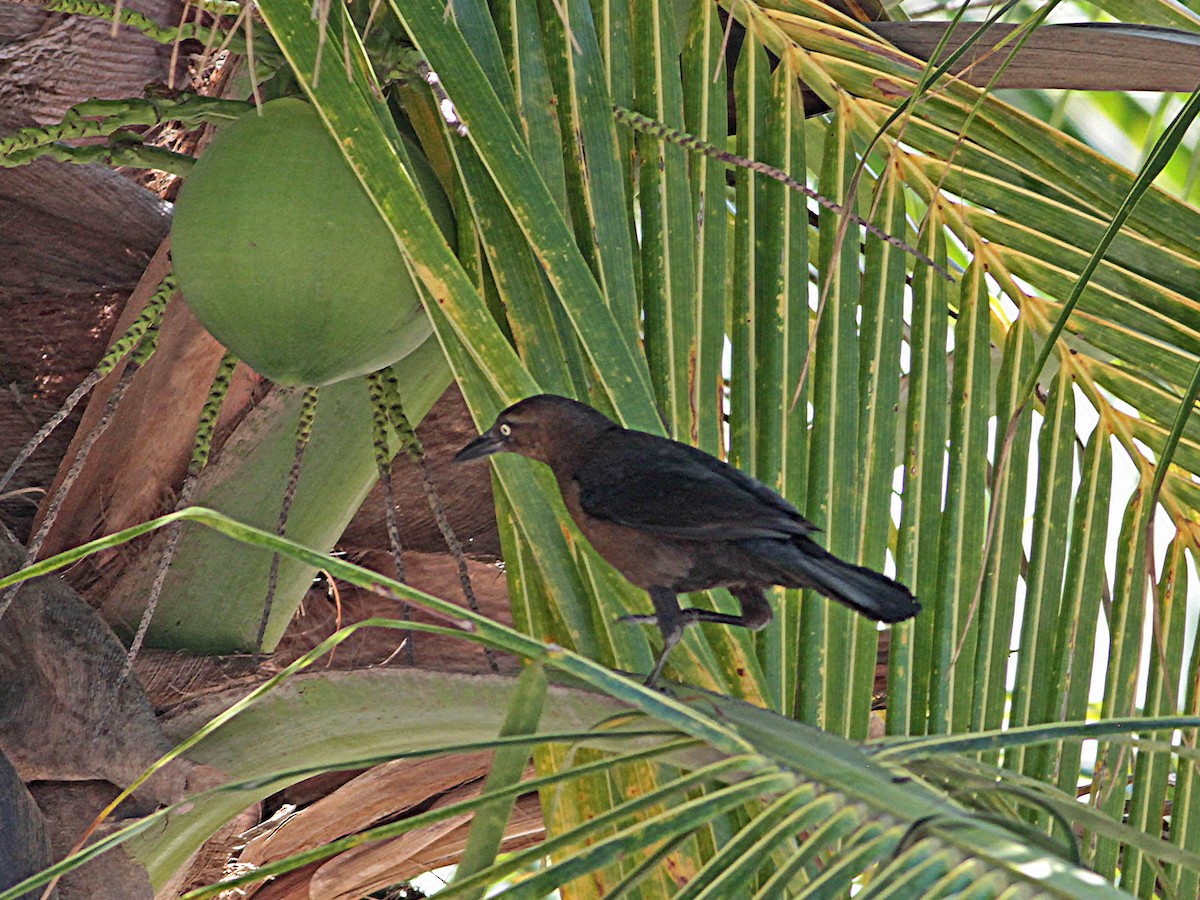 Great-tailed Grackle - ML616331163