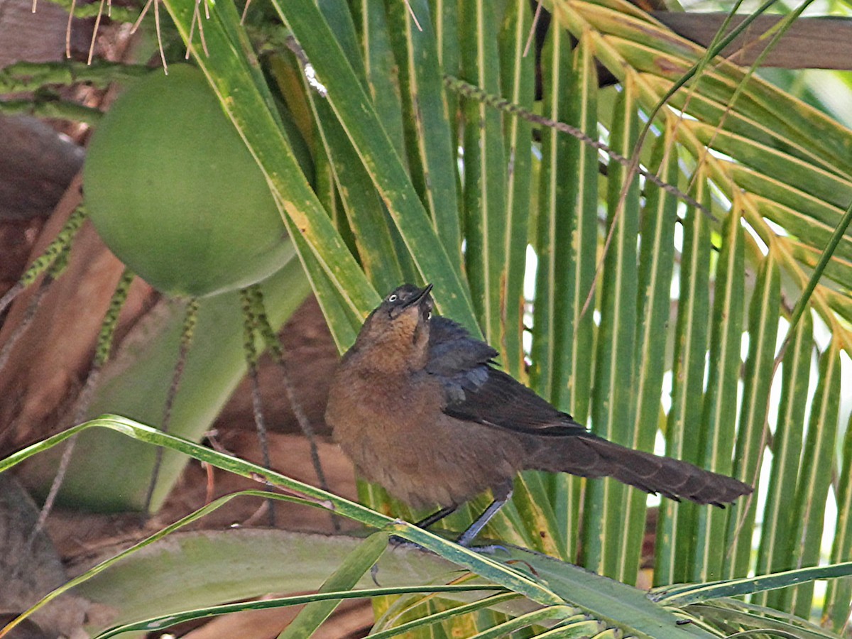 Great-tailed Grackle - ML616331179