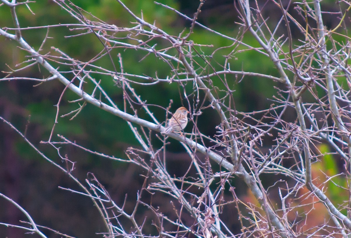 Field Sparrow - Breck Stenson