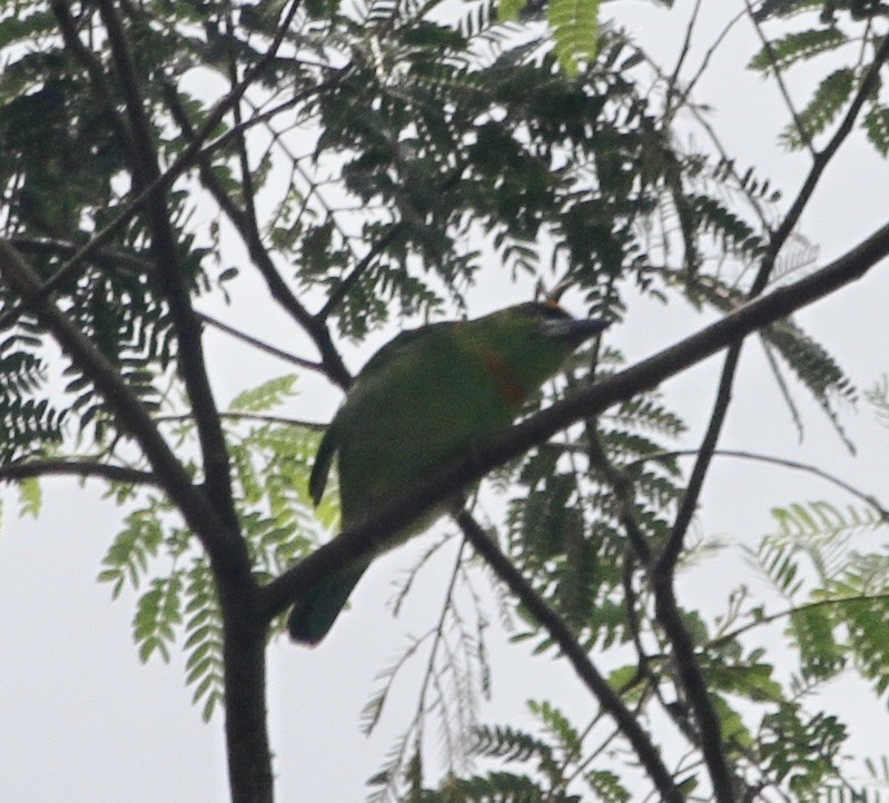 Flame-fronted Barbet - ML616331280