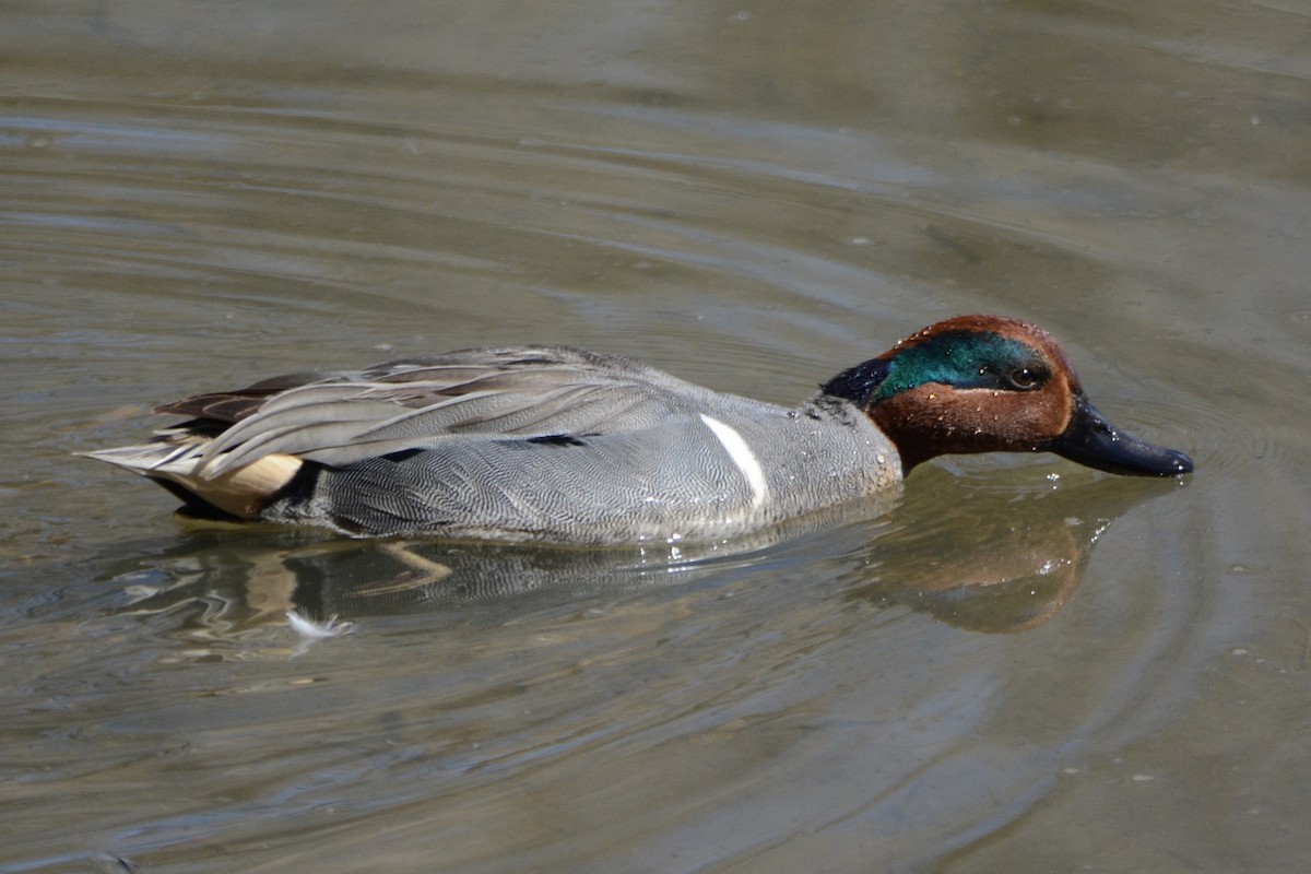 Green-winged Teal - ML616331455