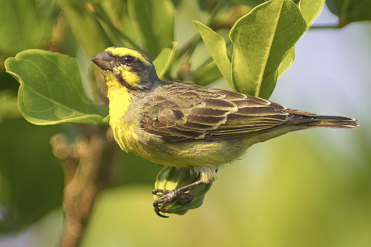 Yellow-fronted Canary - ML616331503