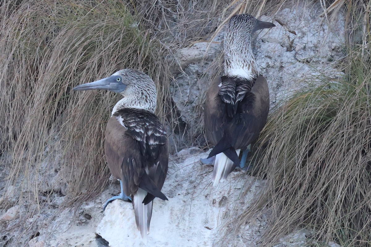 Blue-footed Booby - ML616332243