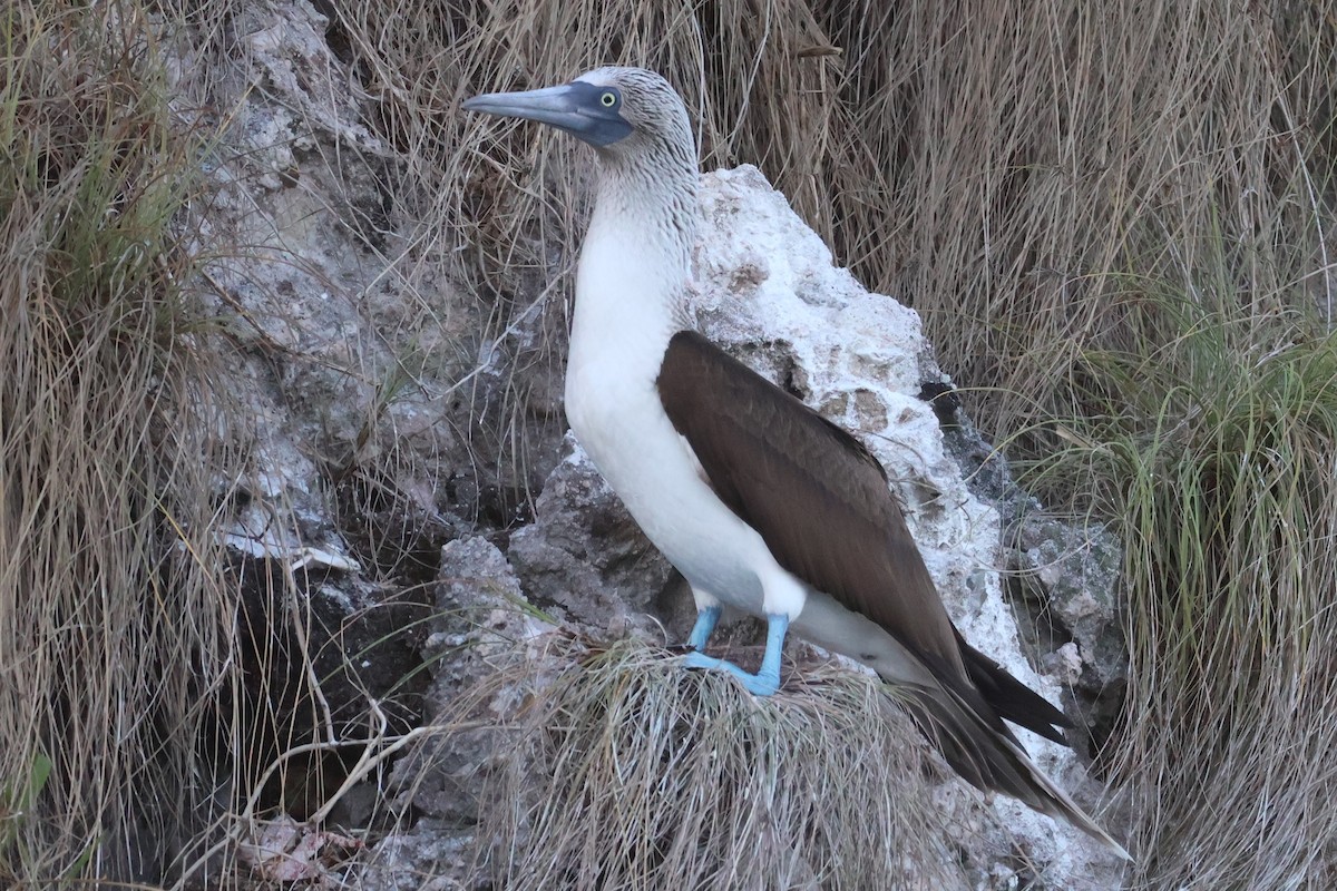 Blue-footed Booby - ML616332246