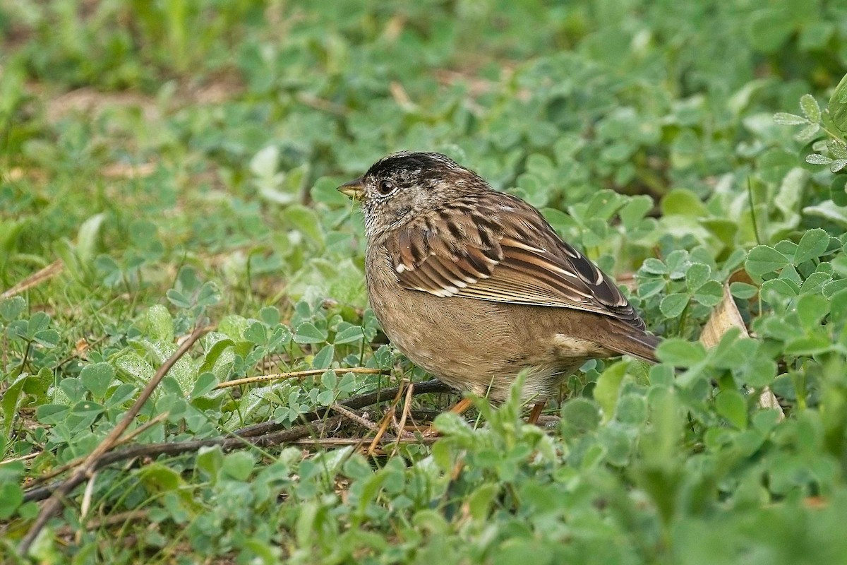 Golden-crowned Sparrow - ML616332251