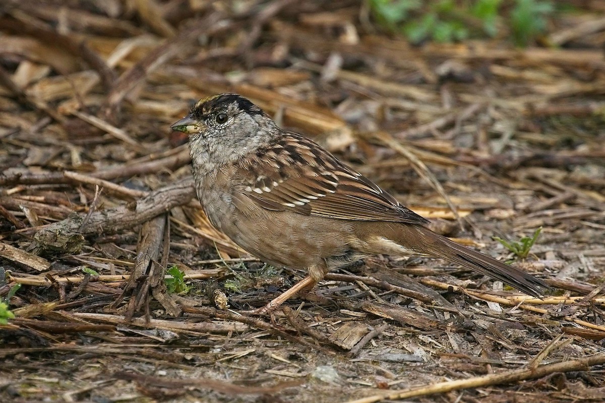 Golden-crowned Sparrow - ML616332253