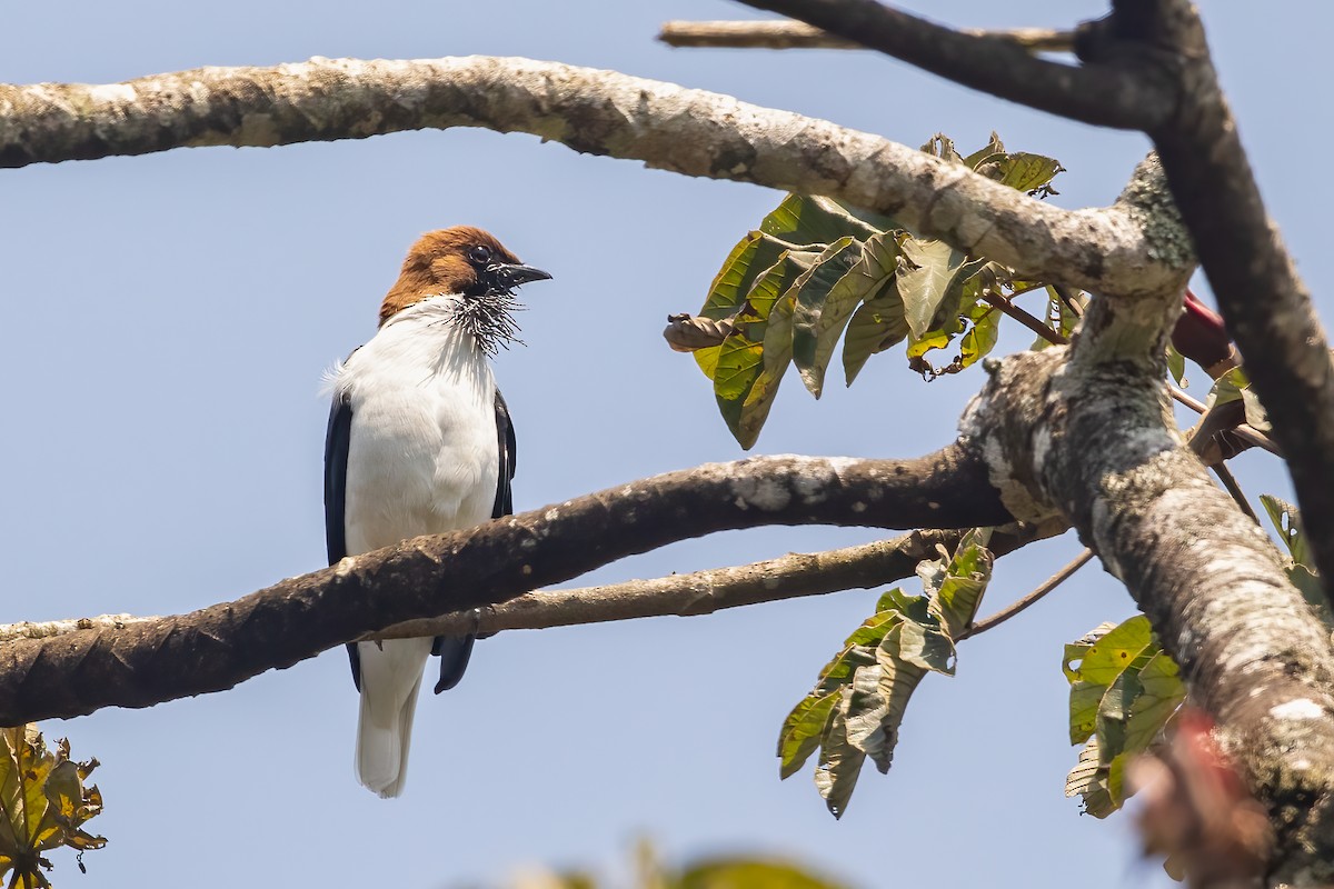 Bearded Bellbird - Jhonathan Miranda - Wandering Venezuela Birding Expeditions