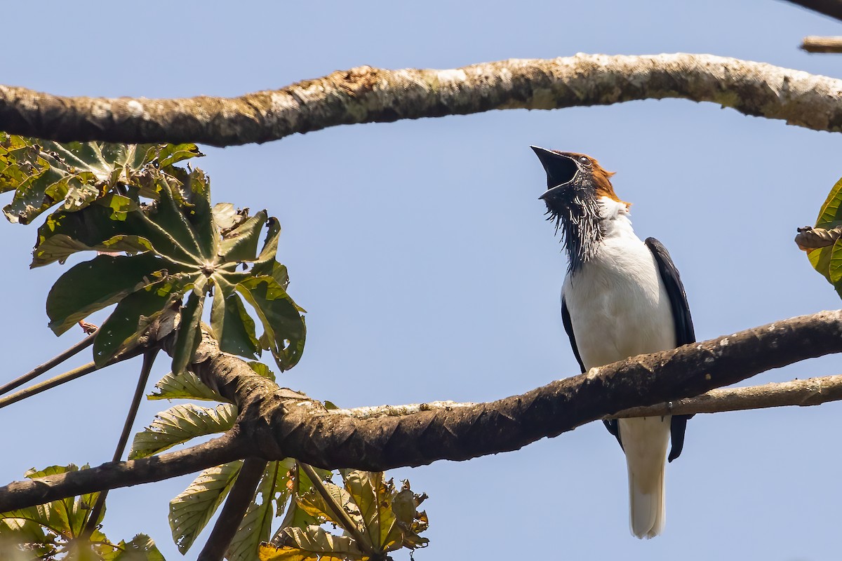 Bearded Bellbird - Jhonathan Miranda - Wandering Venezuela Birding Expeditions