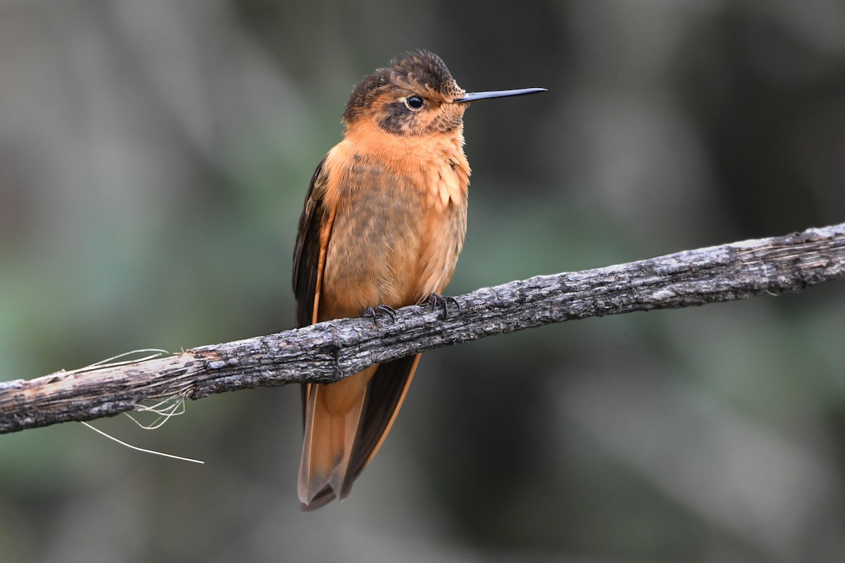 kolibřík duhovohřbetý - ML616332316