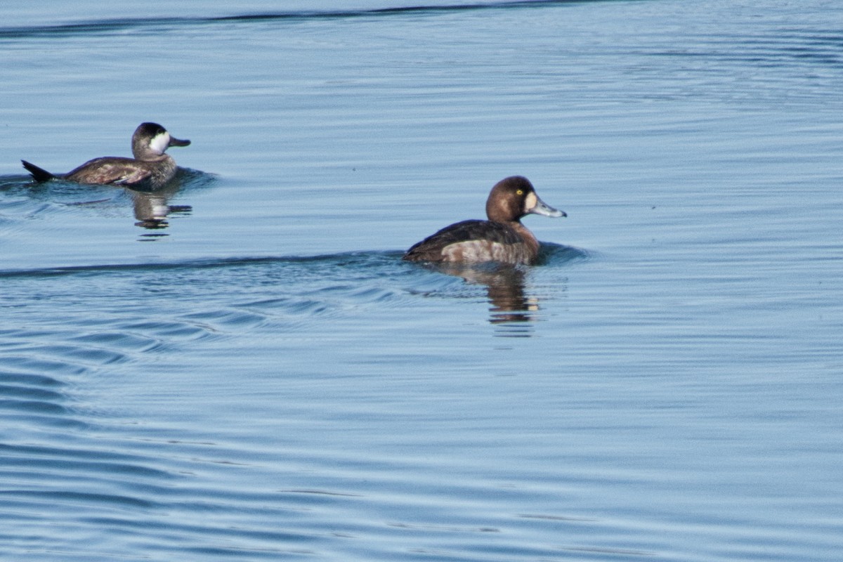 Greater Scaup - ML616332359