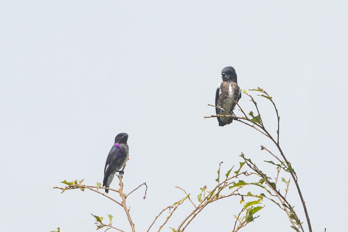 Dusky Purpletuft - Jhonathan Miranda - Wandering Venezuela Birding Expeditions