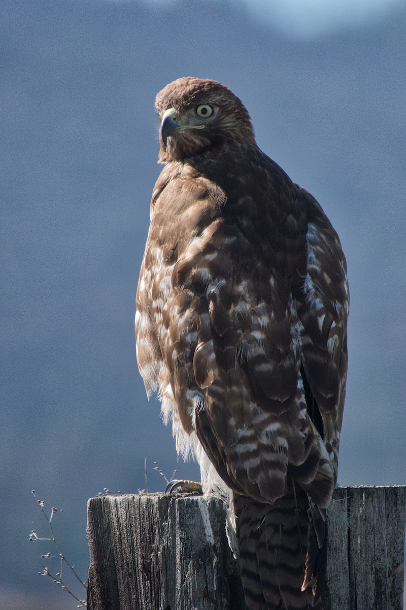 Red-tailed Hawk - ML616332489
