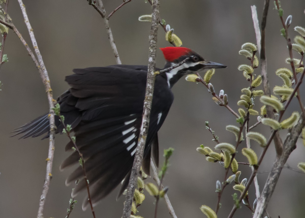Pileated Woodpecker - ML616332496