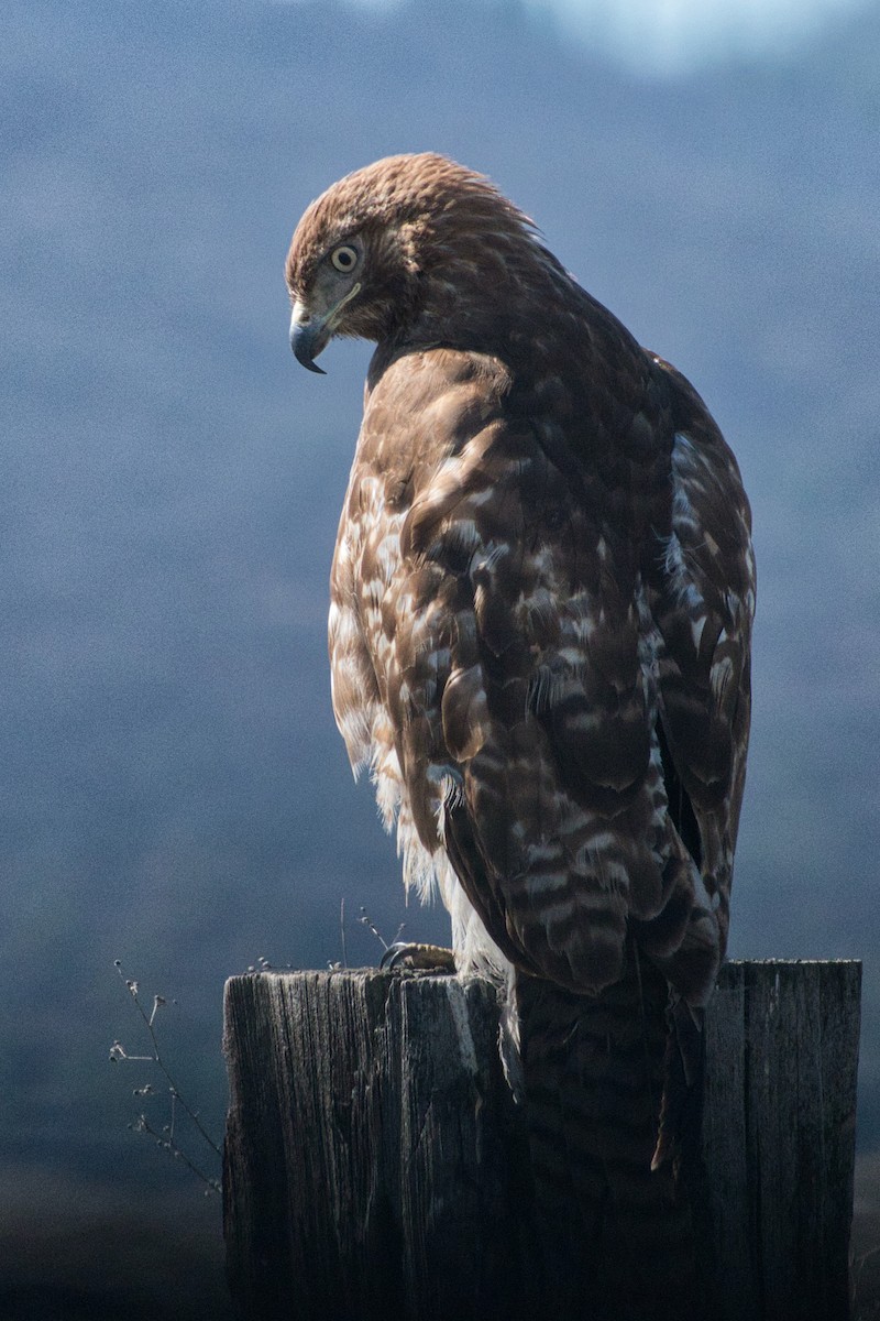 Red-tailed Hawk - ML616332569