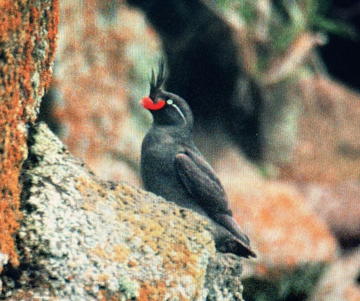 Crested Auklet - ML616332696