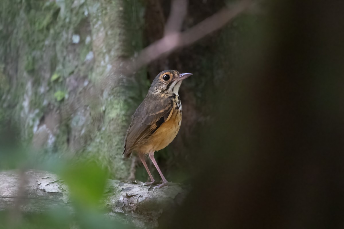 Spotted Antpitta - ML616332715