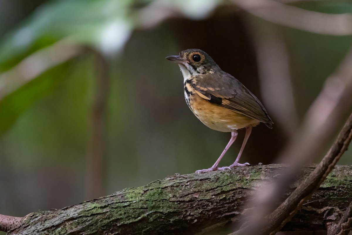Spotted Antpitta - ML616332722