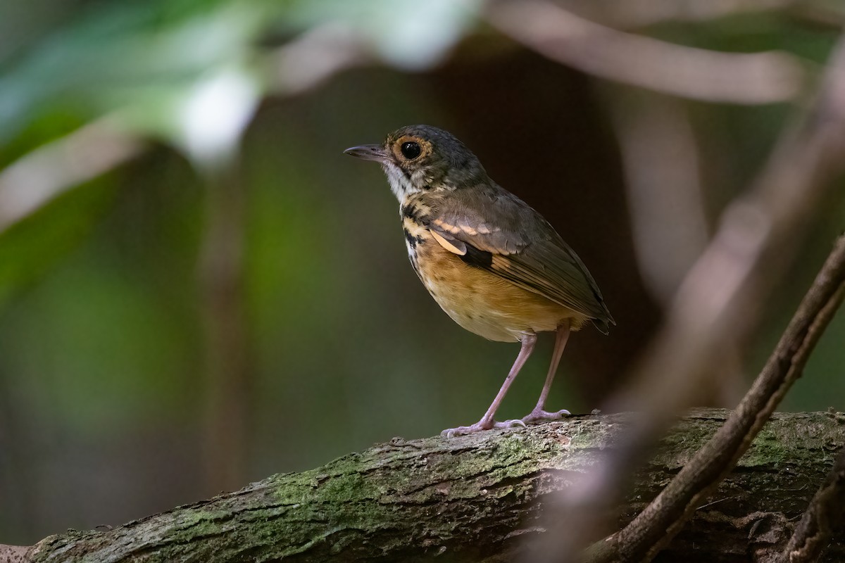Spotted Antpitta - ML616332731