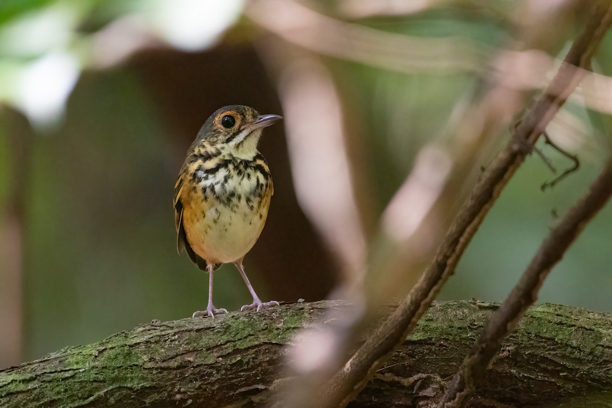 Spotted Antpitta - ML616332735