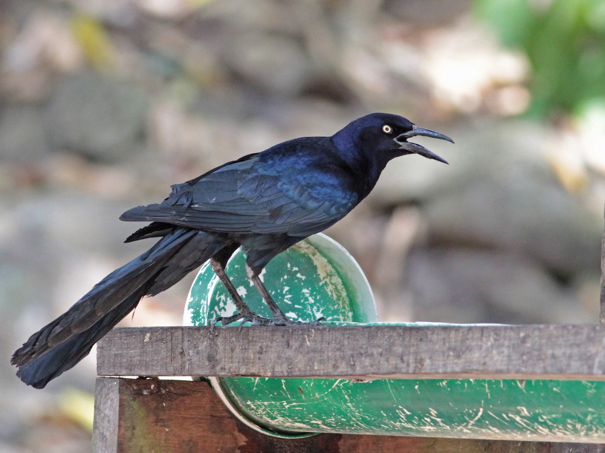 Great-tailed Grackle - ML616332763