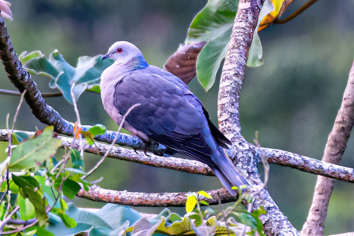 Pigeon de Jamaïque - ML616332843