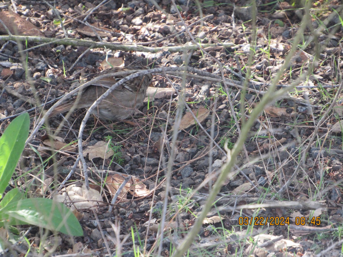 White-crowned Sparrow - ML616332907