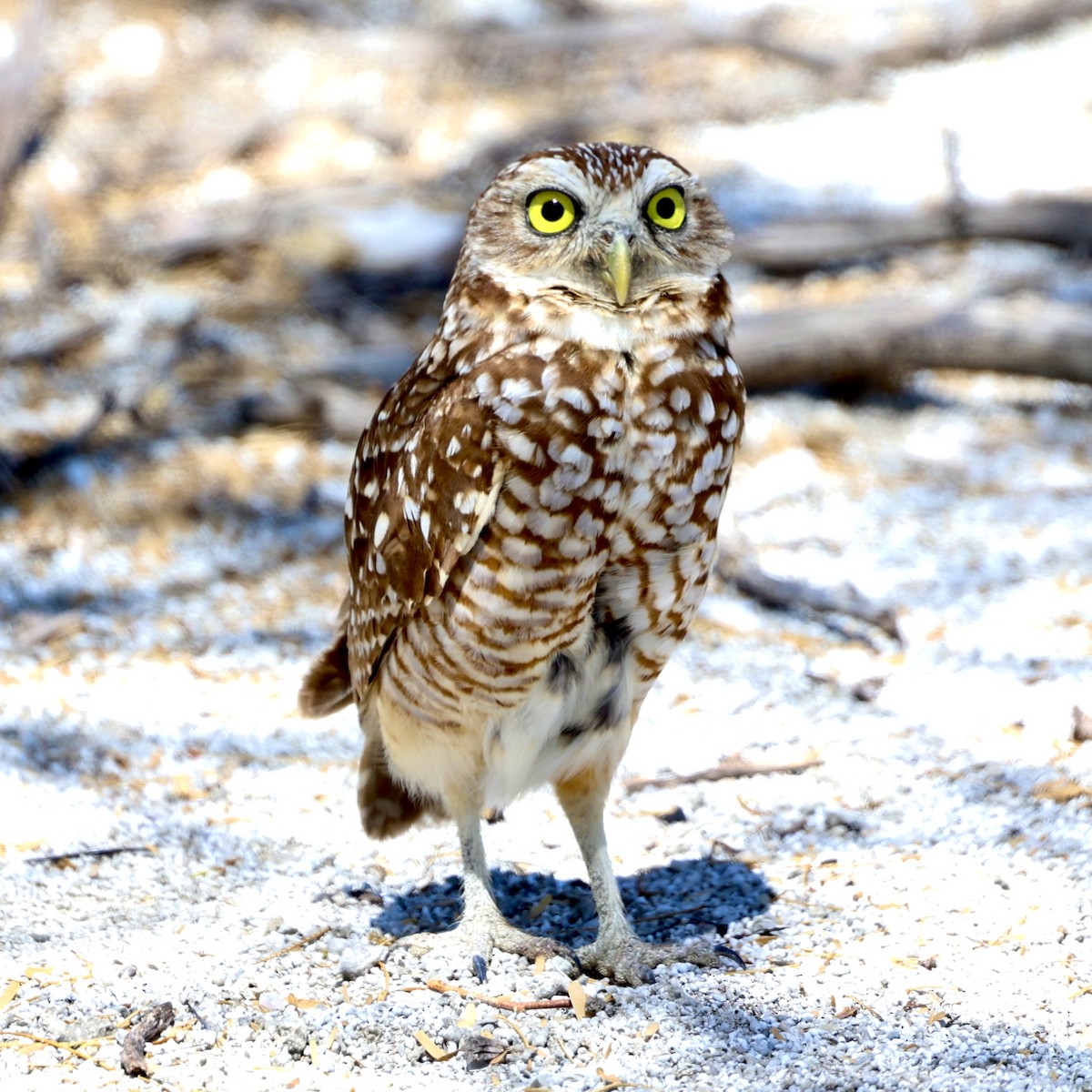 Burrowing Owl - ML616332918