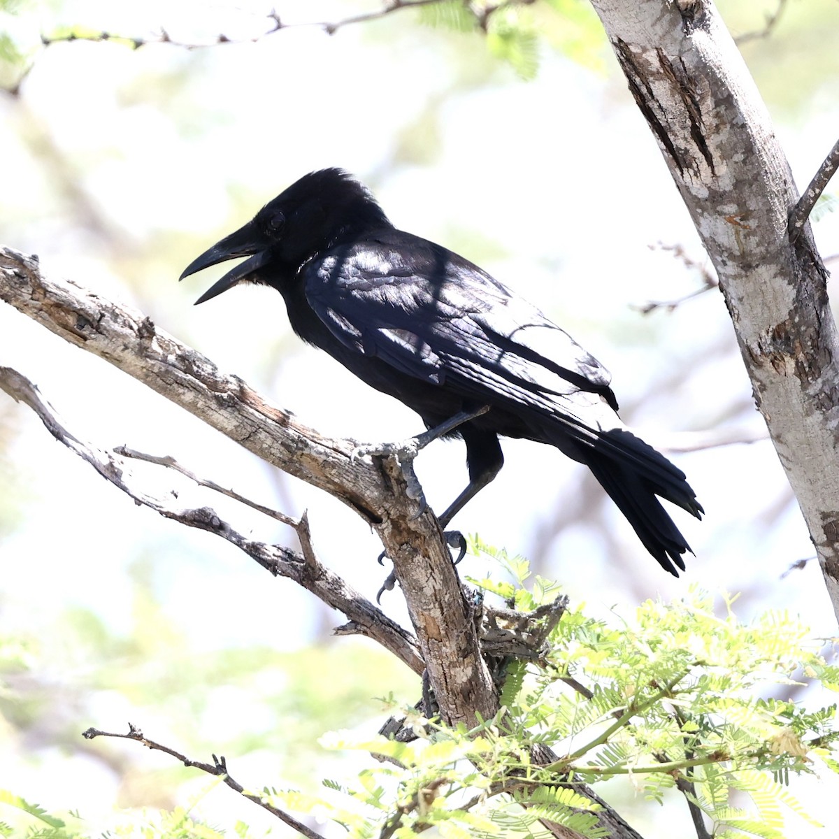 Hispaniolan Palm-Crow - ML616332949