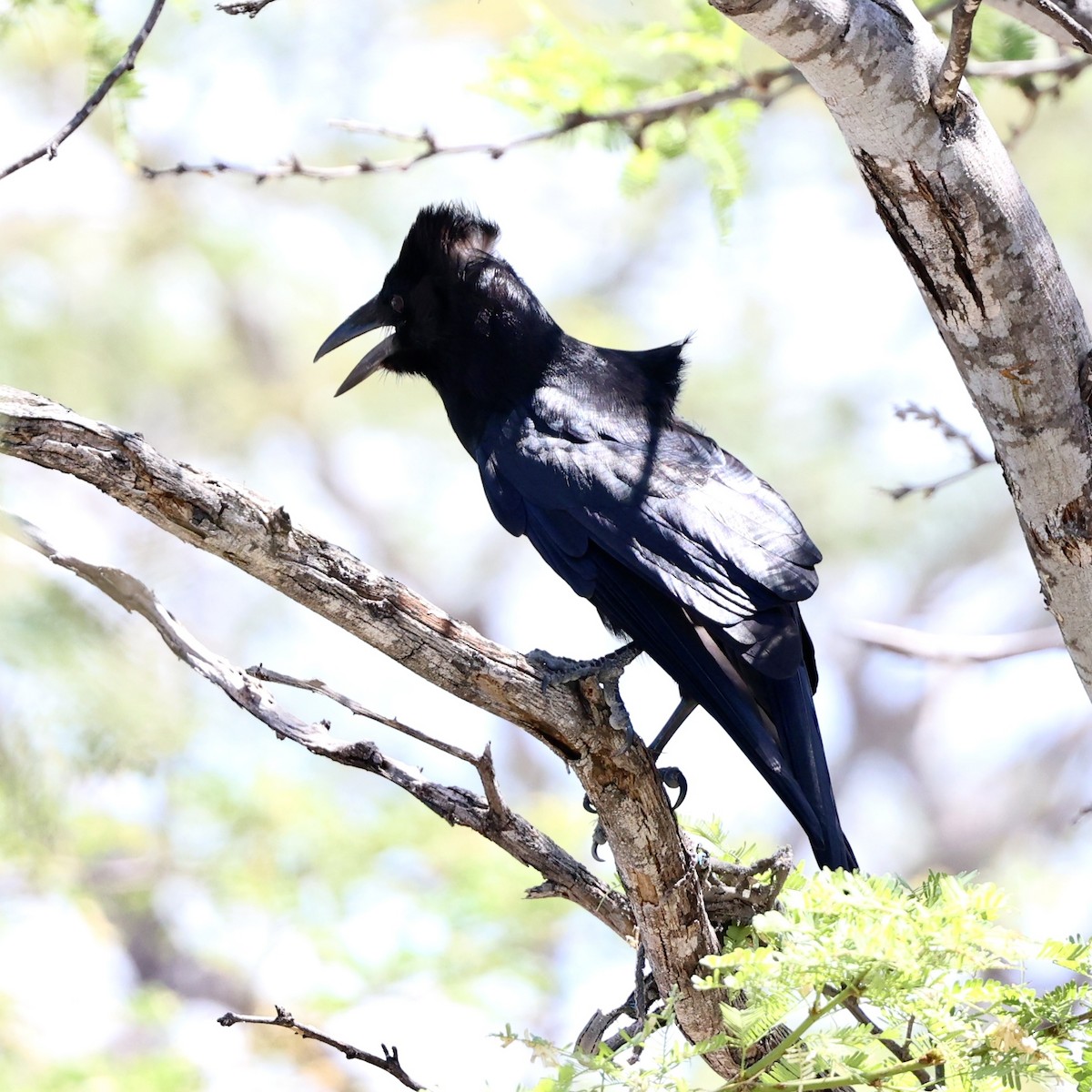 Hispaniolan Palm-Crow - ML616332950