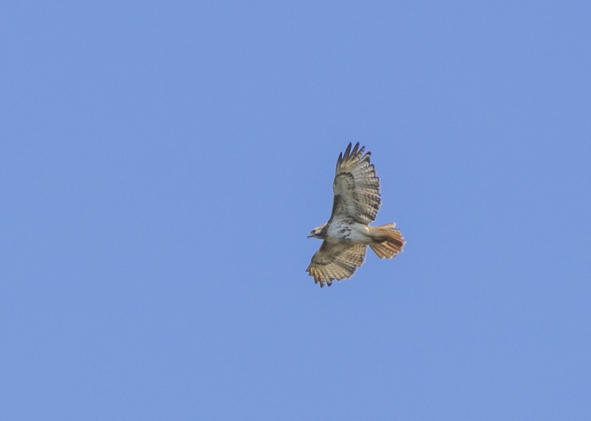 Red-tailed Hawk - ML616333189