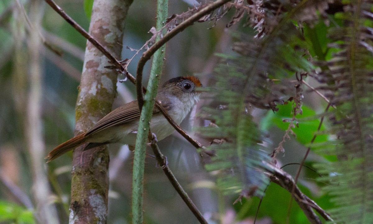 Rufous-crowned Babbler - ML616333205