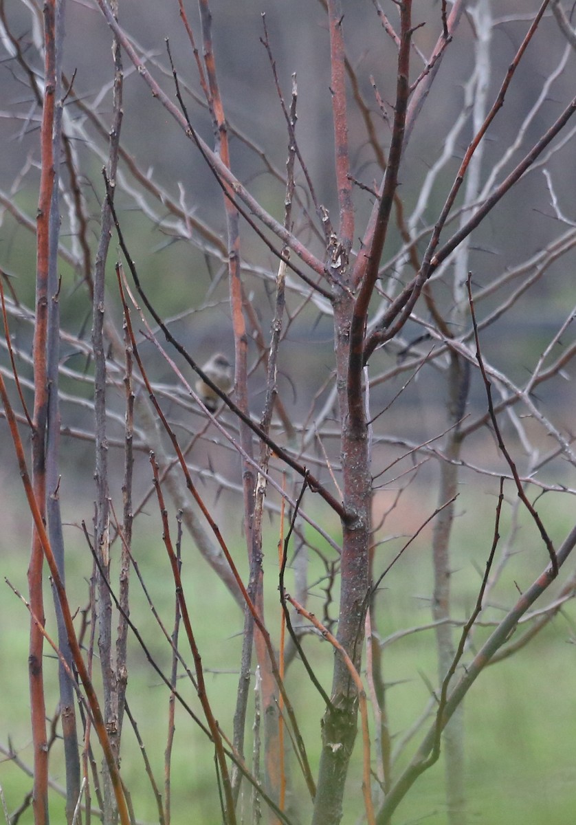 Ebird Checklist Mar Delta South Wma Species