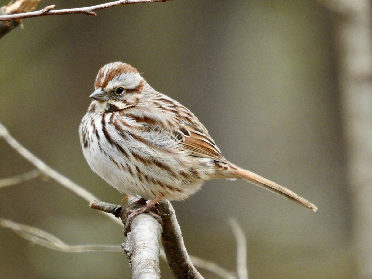 Song Sparrow - Laurie  Keefe