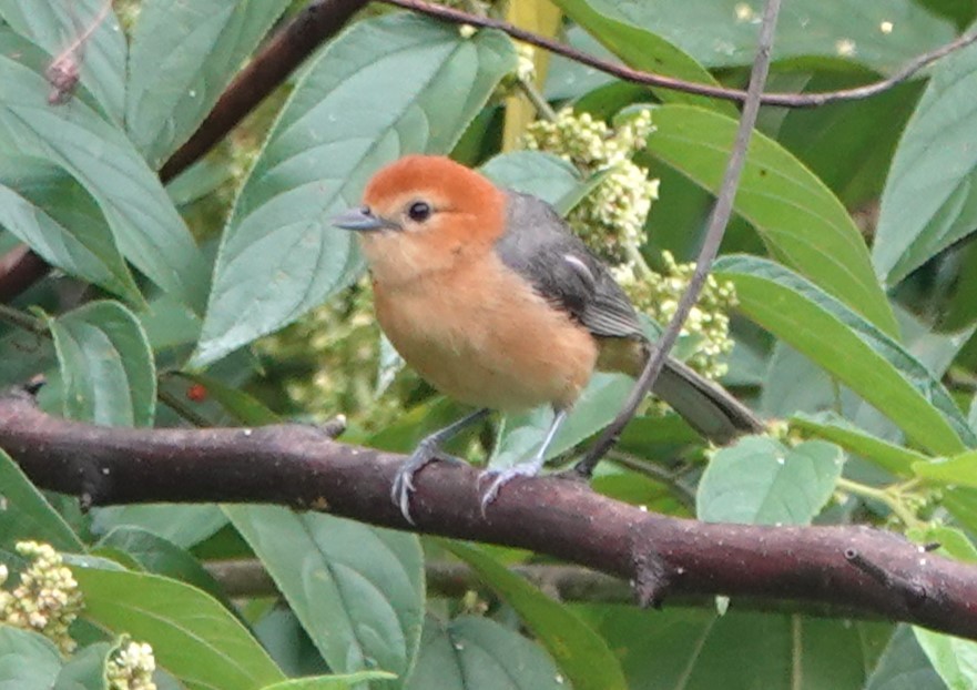Buff-bellied Tanager - ML616333364