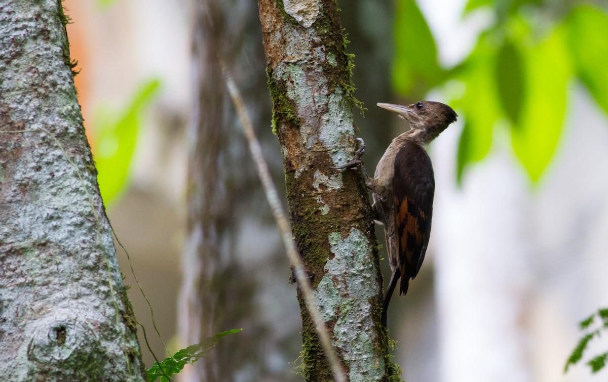 Orange-backed Woodpecker - ML616333404