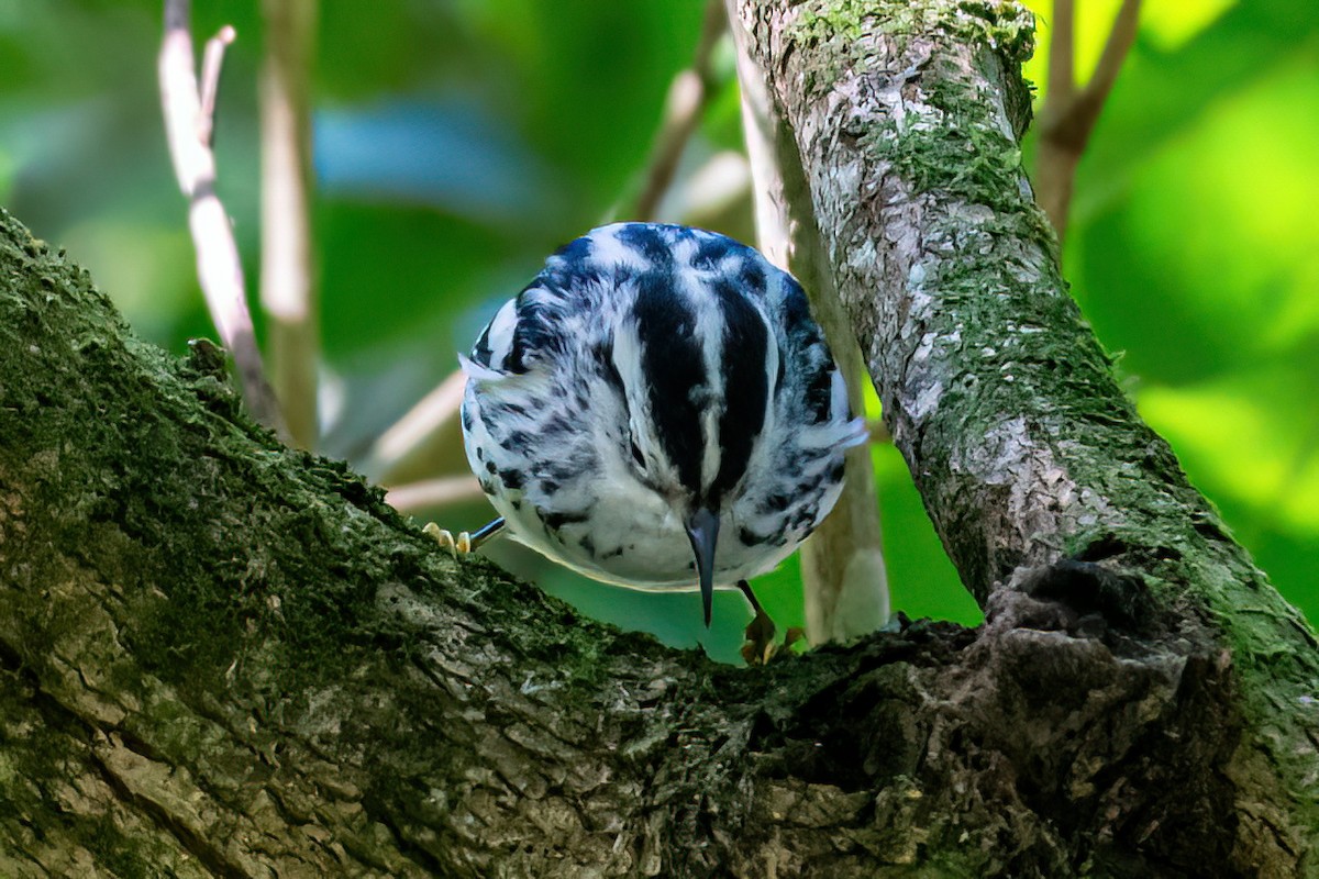 Black-and-white Warbler - ML616333759