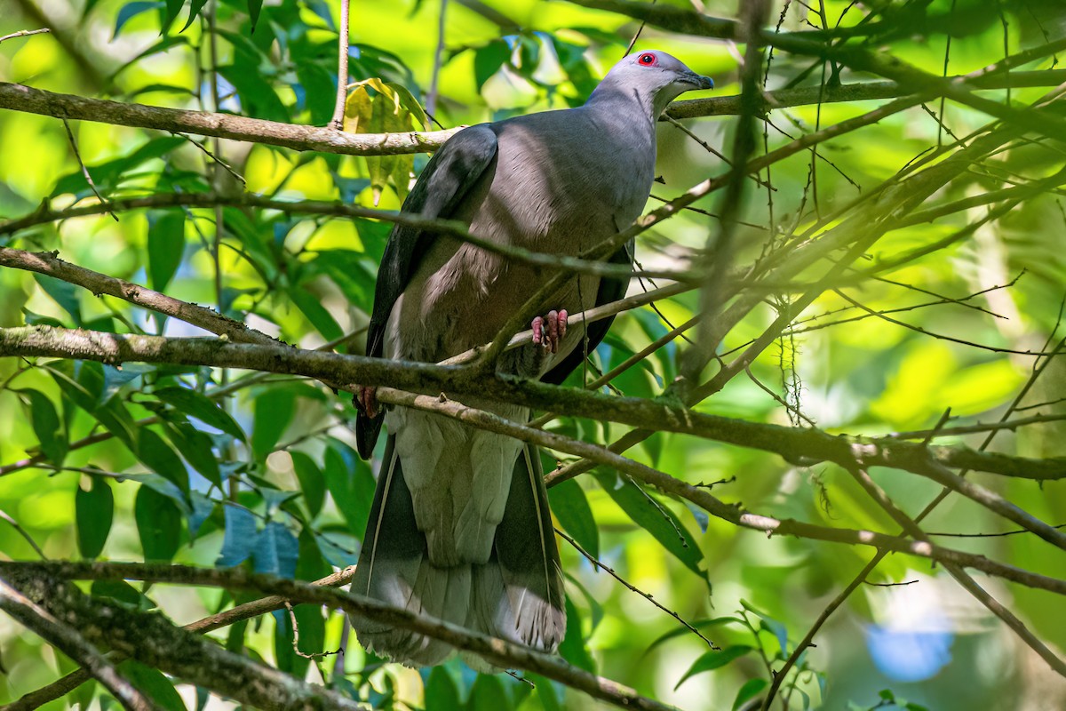 Ring-tailed Pigeon - ML616333775