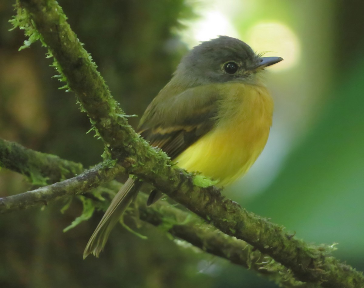 Tawny-chested Flycatcher - Kenneth Acuña-Vargas