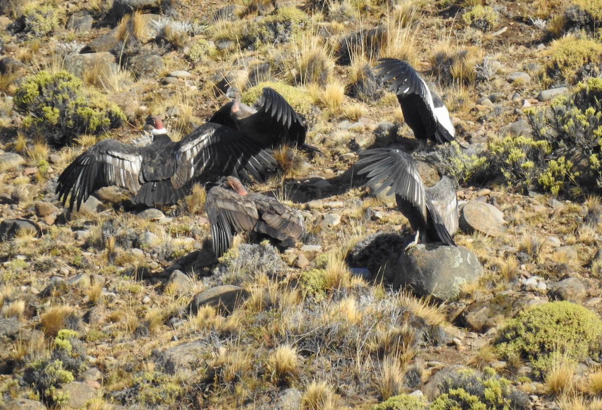 Andean Condor - Natacha González