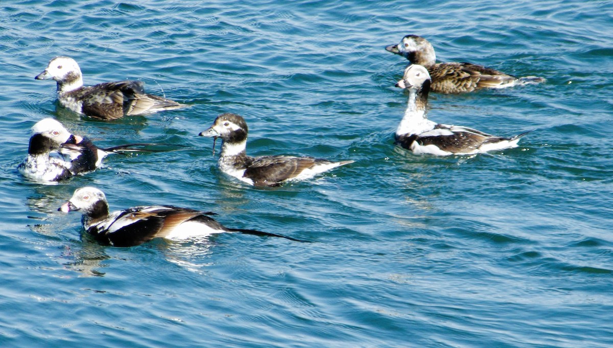 Long-tailed Duck - ML616334306