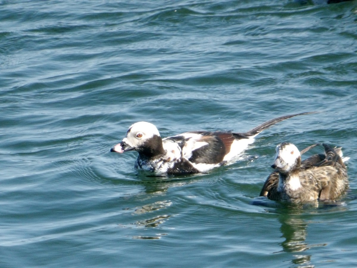Long-tailed Duck - ML616334307