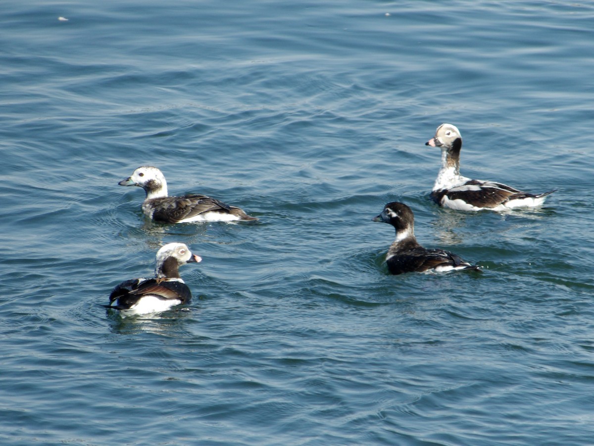 Long-tailed Duck - ML616334308