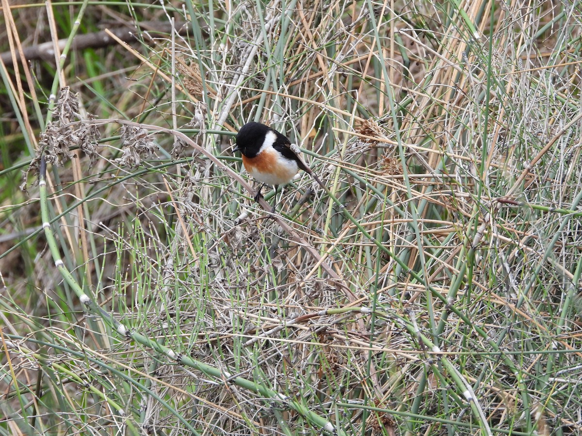 African Stonechat - ML616334333