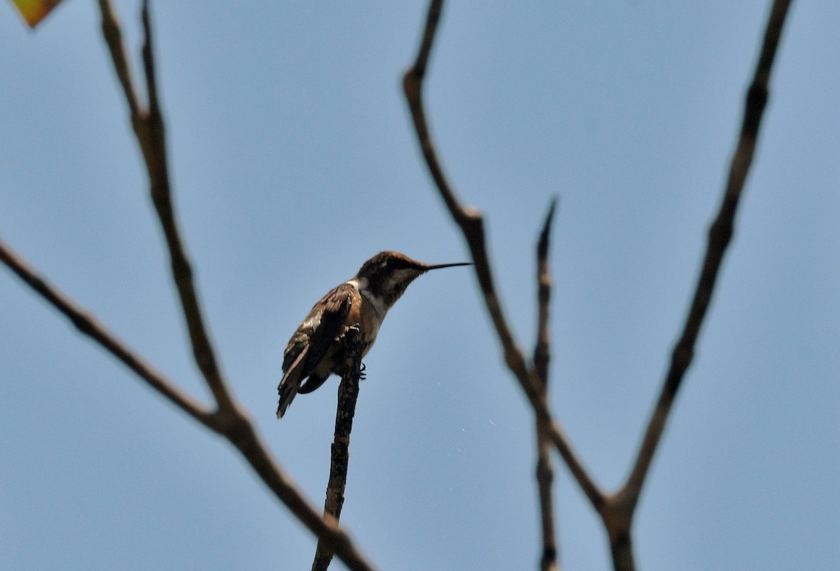 kolibřík pálkoocasý - ML616334371